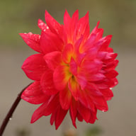 Kilburn Glow Dahlia Knöl