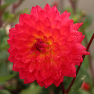 Kilburn Glow Dahlia Knöl