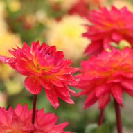 Kilburn Glow Dahlia Knöl