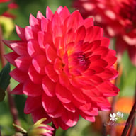 Kilburn Glow Dahlia Tuber