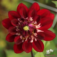 King Arthur Dahlia Tuber