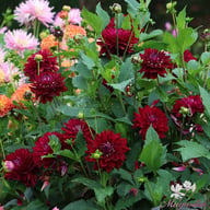King Arthur Dahlia Tuber