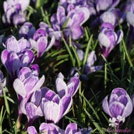 King of The Striped Crocus Bulbs