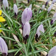 King of The Striped Crocus Bulbs