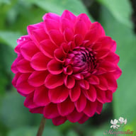 Kingsblood Dahlia Tuber