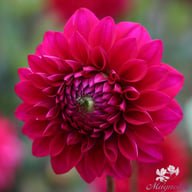 Kingsblood Dahlia Tuber