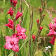 Kingston Ruffle Gladiolus Corms