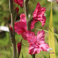 Kingston Ruffle Gladiolus Corms