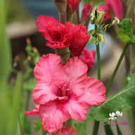 Kingston Ruffle Gladiolus Corms