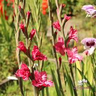Kingston Ruffle Gladiolus Corms