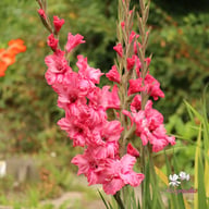 Kingston Ruffle Gladiolus Corms