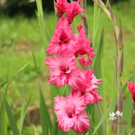 Kingston Ruffle Gladiolus Corms