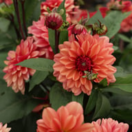 Klara Zak Dahlia Tuber