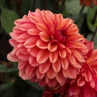 Klara Zak Dahlia Knöl