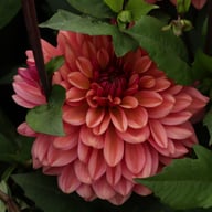 Klara Zak Dahlia Tuber