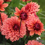 Klara Zak Dahlia Tuber