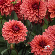 Klara Zak Dahlia Tuber