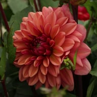 Klara Zak Dahlia Tuber