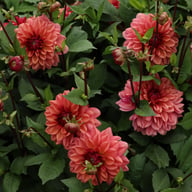 Klara Zak Dahlia Tuber
