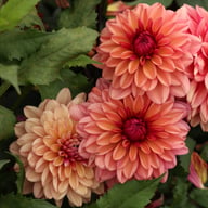 Klara Zak Dahlia Knöl
