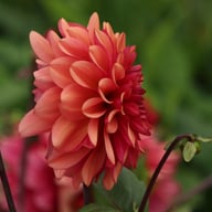 Klara Zak Dahlia Tuber