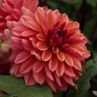 Klara Zak Dahlia Knöl
