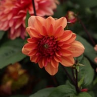 Klara Zak Dahlia Tuber