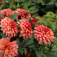 Klara Zak Dahlia Tuber