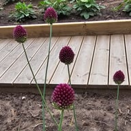 Klotlök 'Sphaerocephalon' Allium Bulbs