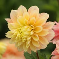 Kogane Fubuki Dahlia Knöl