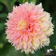 Kogane Fubuki Dahlia Tuber