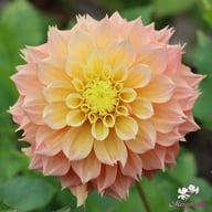 Kogane Fubuki Dahlia Tuber