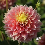 Kogane Fubuki Dahlia Tuber