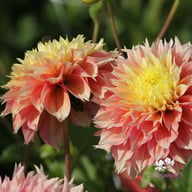 Kogane Fubuki Dahlia Tuber