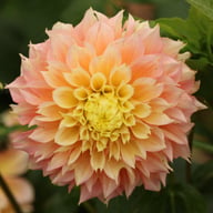 Kogane Fubuki Dahlia Knöl