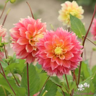 Kogane Fubuki Dahlia Tuber