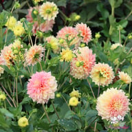 Kogane Fubuki Dahlia Tuber