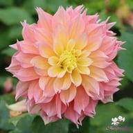 Kogane Fubuki Dahlia Tuber