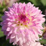 Kordessa Dahlia Tuber