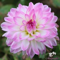 Kordessa Dahlia Tuber