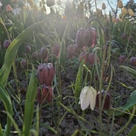 Kungsängslilja 'Meleagris' Klocklilja