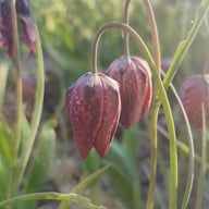 Kungsängslilja 'Meleagris' Klocklilja