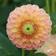 L.A.T.E. Dahlia Tuber