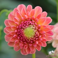 L.A.T.E. Dahlia Tuber