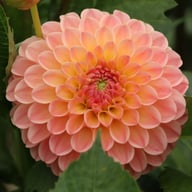L.A.T.E. Dahlia Knöl
