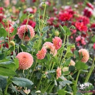 L.A.T.E. Dahlia Tuber