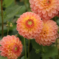 L.A.T.E. Dahlia Knöl