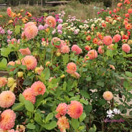 L.A.T.E. Dahlia Tuber