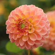 L.A.T.E. Dahlia Knöl