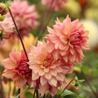 La Belle Epoque Dahlia Knöl